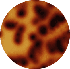 Turtle Print [+د.إ15.00]